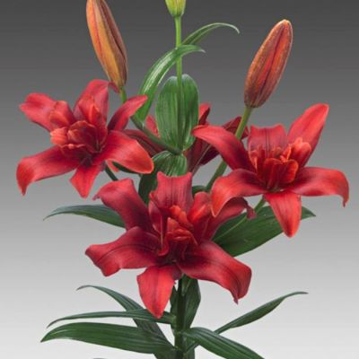 Лилия Болд Игл Лилия Болд Игл - Dolina-Sad.Ru