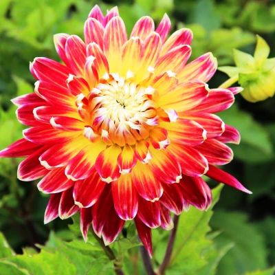 Георгина Акита Георгина Акита фото