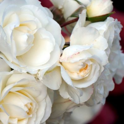 Роза Корснода - Dolina-Sad.Ru