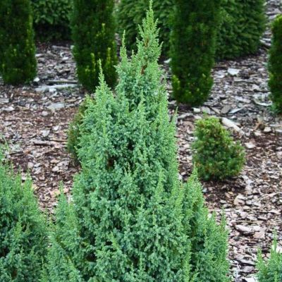 Можжевельник чешуйчатый Лодери Можжевельник чешуйчатый Лодери - Dolina-Sad.Ru