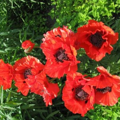 Мак восточный Даблунс Мак восточный Даблунс - Dolina-Sad.Ru