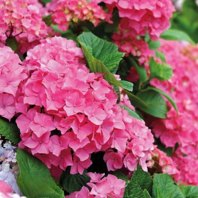 Гортензия крупнолистная Эрли Пинк - Dolina-Sad.Ru