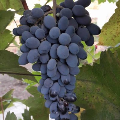 Виноград Юпитер Виноград Юпитер - Dolina-Sad.Ru