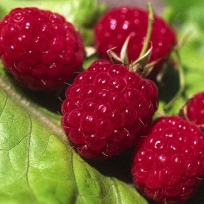 Малина Октавия/Летняя Малина Октавия/Летняя фото