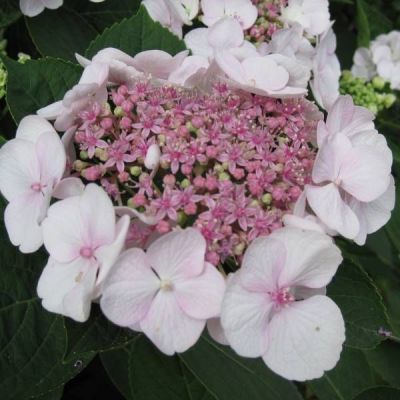 Гортензия крупнолистная Либелла Гортензия крупнолистная Либелла фото