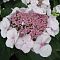 Гортензия крупнолистная Либелла Гортензия крупнолистная Либелла фото