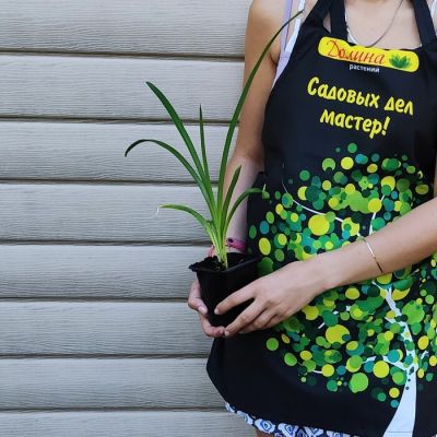 Лилейник Паприка Флэйм/Дабл Лилейник Паприка Флэйм/Дабл фото