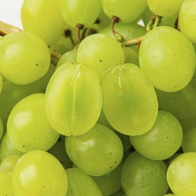 Виноград Прайм Сидлис Виноград Прайм Сидлис - Dolina-Sad.Ru