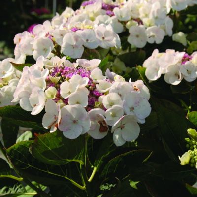 Гортензия крупнолистная Либелла Гортензия крупнолистная Либелла фото