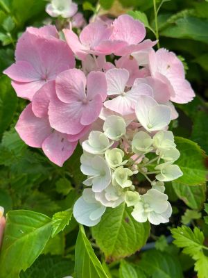 Гортензия крупнолистная Пинк Сенсейшн Гортензия крупнолистная Пинк Сенсейшн - Dolina-Sad.Ru