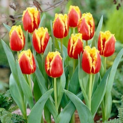 Тюльпан Криспи Артэйр Тюльпан Криспи Артэйр фото