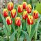 Тюльпан Криспи Артэйр Тюльпан Криспи Артэйр фото