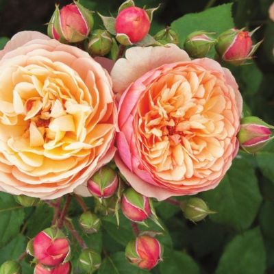 Роза Эвелин Вайлд Роза Эвелин Вайлд - Dolina-Sad.Ru