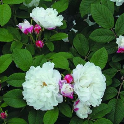 Роза Луис Багнет Роза Луис Багнет - Dolina-Sad.Ru