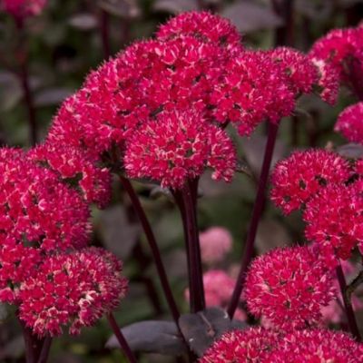 Седум Амбер Ред , P9 Седум Амбер Ред , P9 фото