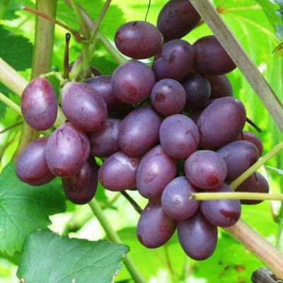 Виноград Бастра Виноград Бастра фото