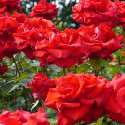 Роза Ред Санрайз Роза Ред Санрайз - Dolina-Sad.Ru