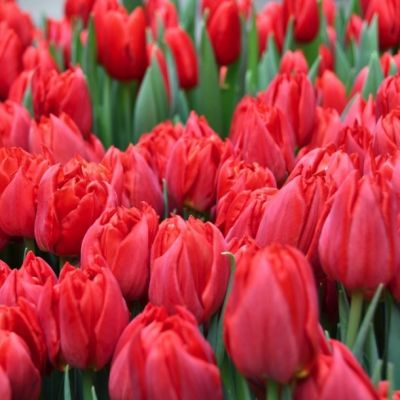 Тюльпан Абба Тюльпан Абба - Dolina-Sad.Ru