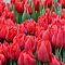 Тюльпан Абба Тюльпан Абба - Dolina-Sad.Ru