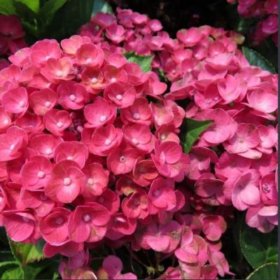 Гортензия крупнолистная Ребелион Феррари Лав - Dolina-Sad.Ru