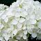 Гортензия крупнолистная Брайт Вайт - Dolina-Sad.Ru