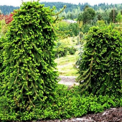 Ель обыкновенная Фробург Ель обыкновенная Фробург фото