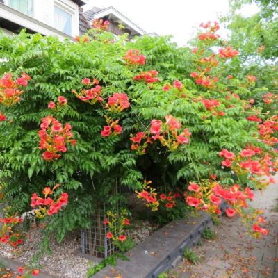 Кампсис гибридный Мадам Гален - Dolina-Sad.Ru