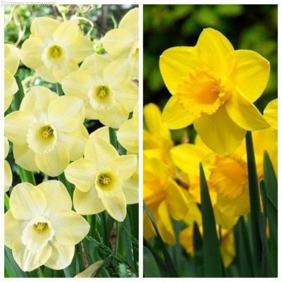 Комплект трубчатых нарциссов Комплект трубчатых нарциссов фото