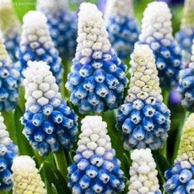 Мускари Маунтайн Леди Мускари Маунтайн Леди фото