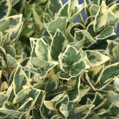 Бирючина овальнолистная Аргентум Бирючина овальнолистная Аргентум - Dolina-Sad.Ru