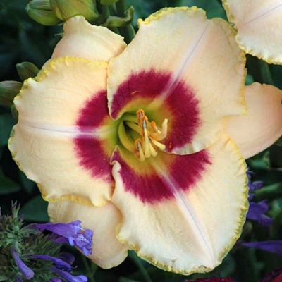 Лилейник Кастед Кэнди - Dolina-Sad.Ru