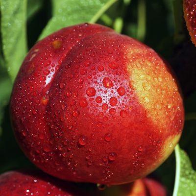 Нектарин Флейвон Нектарин Флейвон - Dolina-Sad.Ru