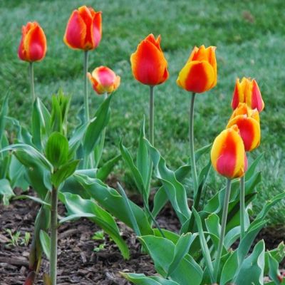 Тюльпан Флер Тюльпан Флер фото