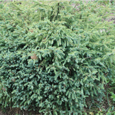 Ель канадская Эхиниформис Ель канадская Эхиниформис фото