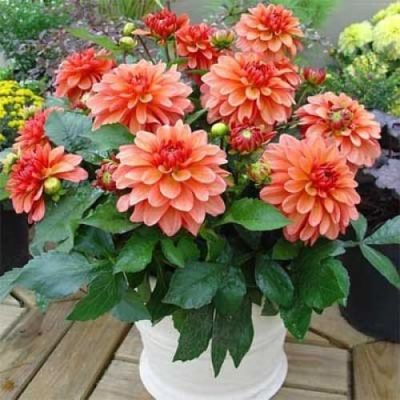 Георгина Гэллери Матисс Георгина Гэллери Матисс фото