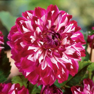 Георгина Оптик Иллюзион Георгина Оптик Иллюзион фото