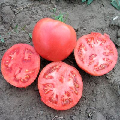 Томат Первоклашка 0,1 г автор. фото