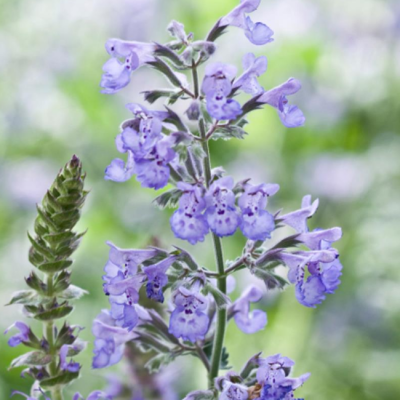 Котовник кистевидный фото