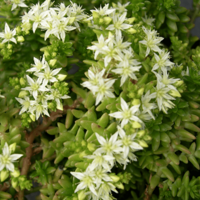 Седум белый Хлоротикум фото