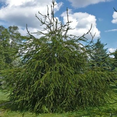 Ель обыкновенная Виргата Ель обыкновенная Виргата фото