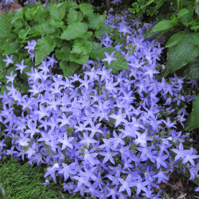 Колокольчик Пожарского Блю , x Колокольчик Пожарского Блю , x фото