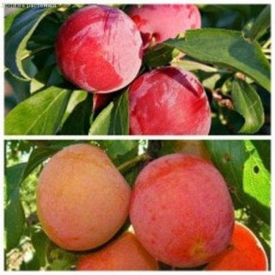 Комплект Слив (Асалода+Кубанская) Комплект Слив (Асалода+Кубанская) фото