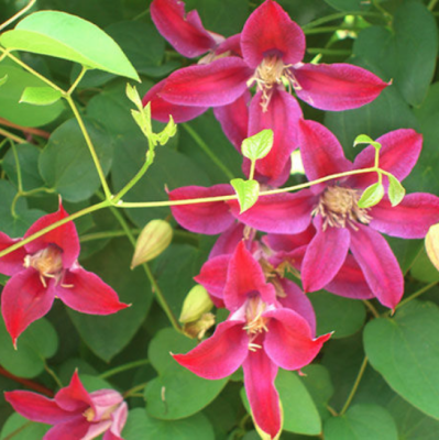 Клематис Сэр Тревор Лоуренс Клематис Сэр Тревор Лоуренс фото