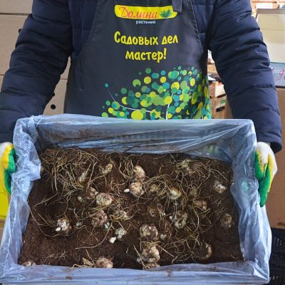 Лилия Болд Игл Лилия Болд Игл - Dolina-Sad.Ru