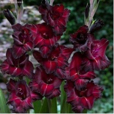 Гладиолус Блэк стар(10 шт) Гладиолус Блэк стар(10 шт) фото