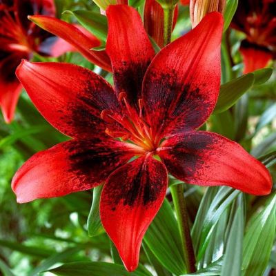 Лилия Строуберри Ивент Лилия Строуберри Ивент фото