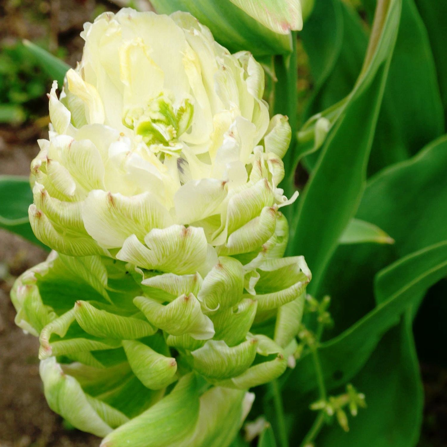 Тюльпан Бруклин Тюльпан Бруклин фото