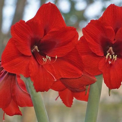 Амариллис Олаф Амариллис Олаф - Dolina-Sad.Ru