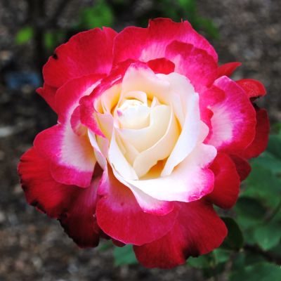 Роза Дабл Делайт фото