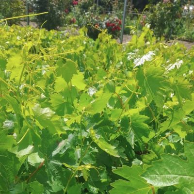 Виноград Памяти Учителя Виноград Памяти Учителя - Dolina-Sad.Ru